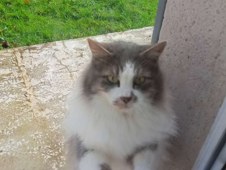 Chatte gris et blanc à poil long à donner