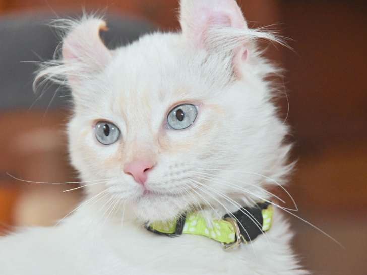 Mâle Collier Vert - Red Point- Yeux Bleus