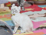 Femelle Collier Jaune - Seal Silver Point Tabby - Yeux Bleus