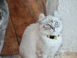 Femelle Collier Jaune - Seal Silver Point Tabby - Yeux Bleus