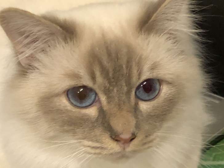 Snow, mâle Sacré de Birmanie à vendre