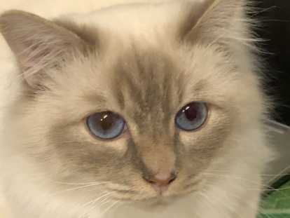 Snow, mâle Sacré de Birmanie à vendre