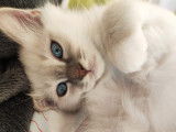 Snow, mâle Sacré de Birmanie à vendre