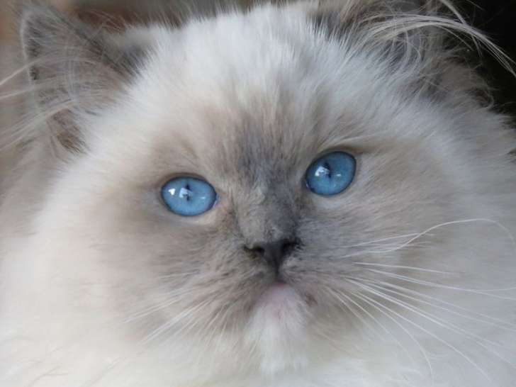 À vendre, 4 chatons Ragdolls nés en octobre 2025 (LOOF)