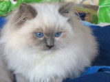 À vendre, 4 chatons Ragdolls nés en octobre 2025 (LOOF)