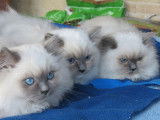 À vendre, 4 chatons Ragdolls nés en octobre 2025 (LOOF)