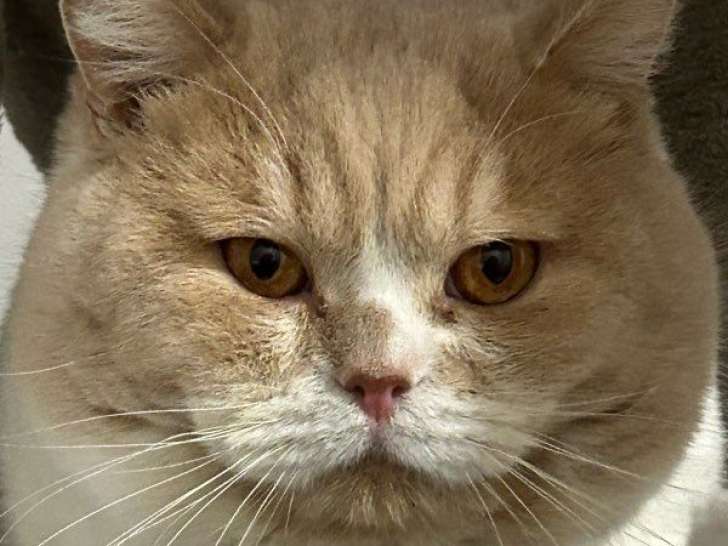 Un chat British Shorthair crème et blanc disponible pour saillie (LOOF)