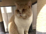 Un chat British Shorthair crème et blanc disponible pour saillie (LOOF)