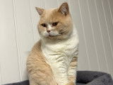 Un chat British Shorthair crème et blanc disponible pour saillie (LOOF)