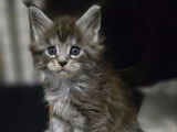 3 chatons Maine Coons LOOF nés en décembre 2025 à réserver