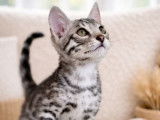 2 chatons Bengals LOOF silver nés en 2025 à vendre