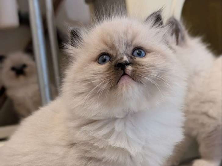 2 chatons Ragdolls LOOF nés en décembre 2025 à vendre