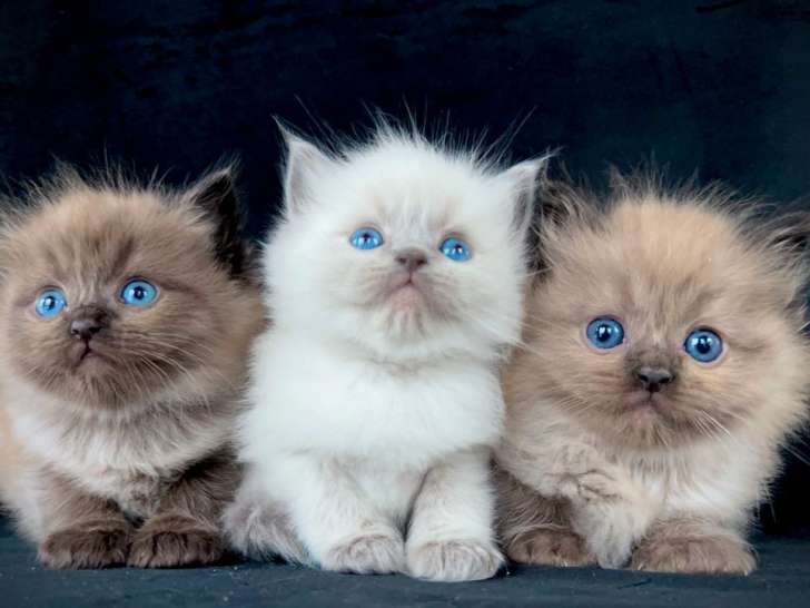 Chatons Ragdolls LOOF nés en décembre 2025 à réserver, 1 mâle seal mink et 1 femelle seal tabby mink