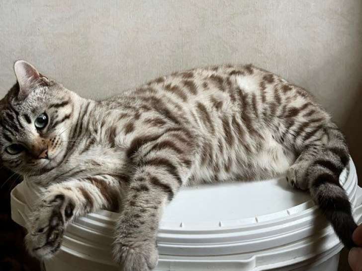 Chaton femelle Bengal LOOF née en mars 2025 à vendre