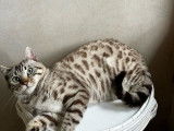 Chaton femelle Bengal LOOF née en mars 2025 à vendre