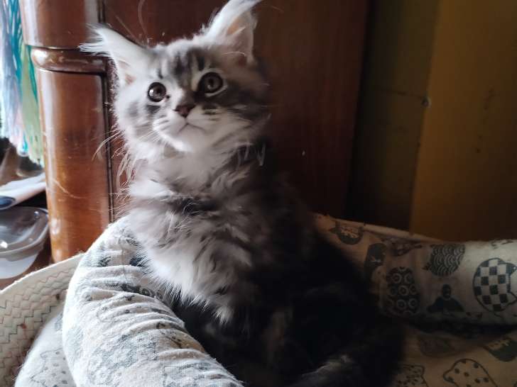 Chaton mâle Maine Coon à vendre