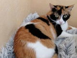 En attente d’un foyer : chatte tricolore de 3 ans