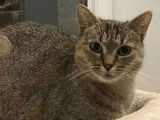 En quête d’un foyer : chatte tigrée gris de 2 ans