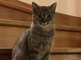 En quête d’un foyer : chatte tigrée gris de 2 ans