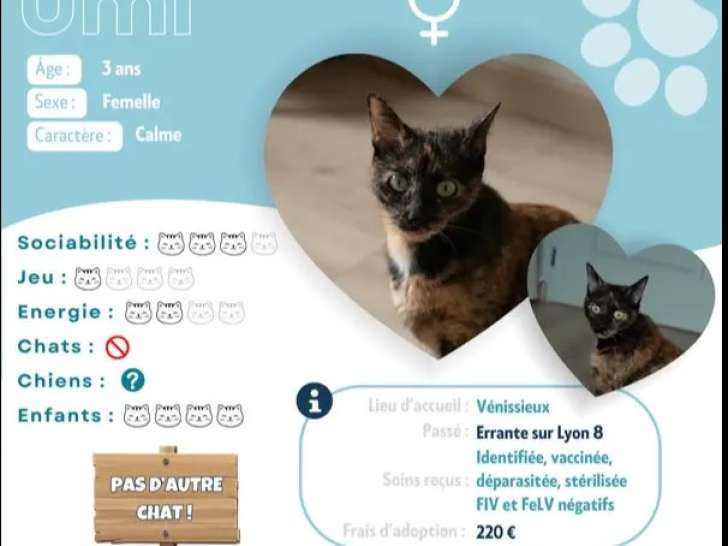 Disponible à l’adoption : chatte au pelage écaille de tortue