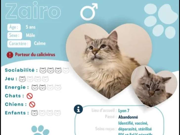 Prêt pour l’adoption : chat de 4 ans
