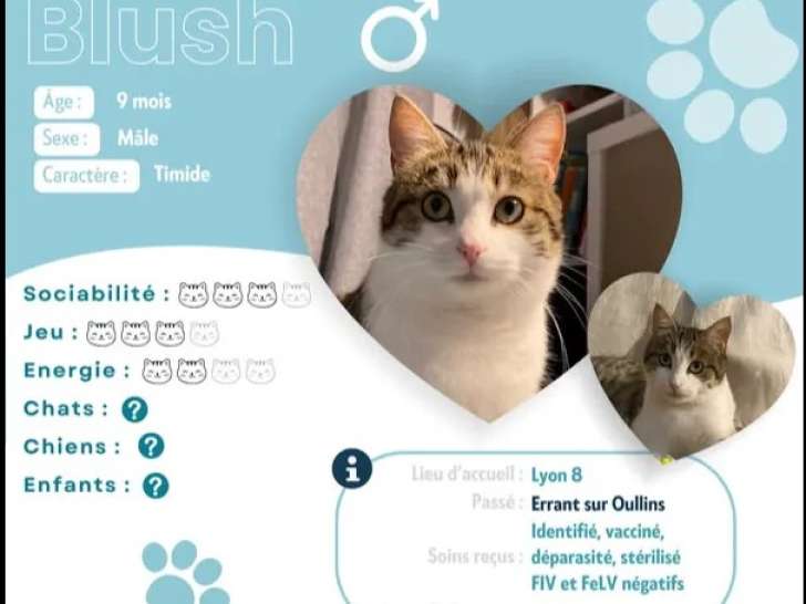 À adopter : chaton mâle tigré blanc