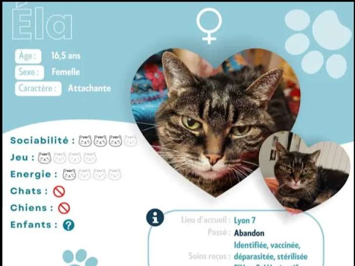 En attente d’adoption : chatte tigrée de 16 ans