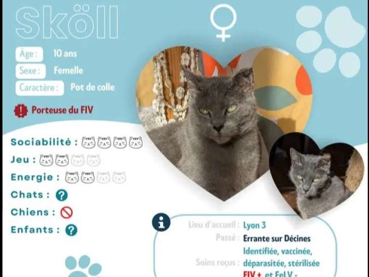 Disponible à l’adoption : chatte grise de 10 ans