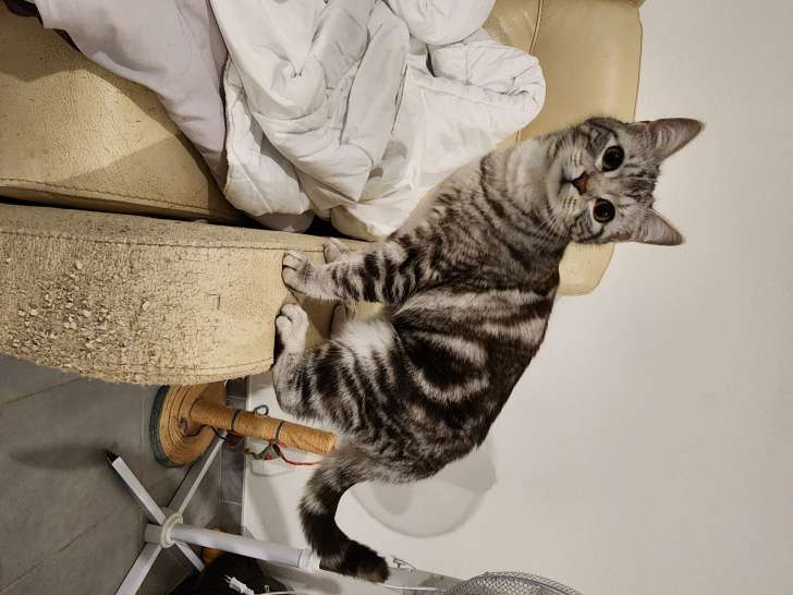 Recherche chat mâle pour saillie