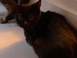 Disponible à l’adoption : chatonne noire d’un an