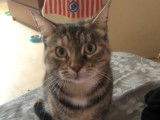 En attente d’adoption : chatte tigrée d’un an