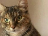En attente d’adoption : chatte tigrée d’un an