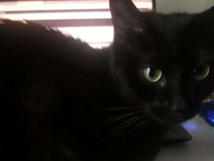 Cherche chat mâle pour saillie sur Lyon