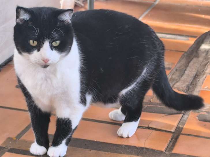 Berlin, chat à adopter en association