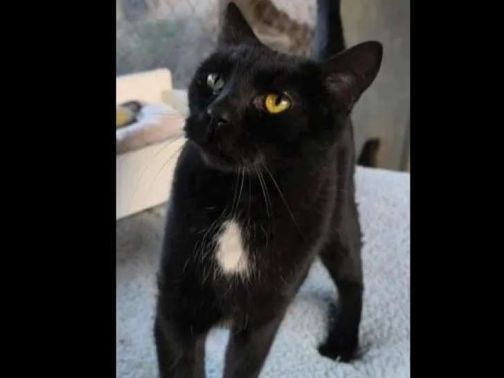 Carlo, chat à adopter en association