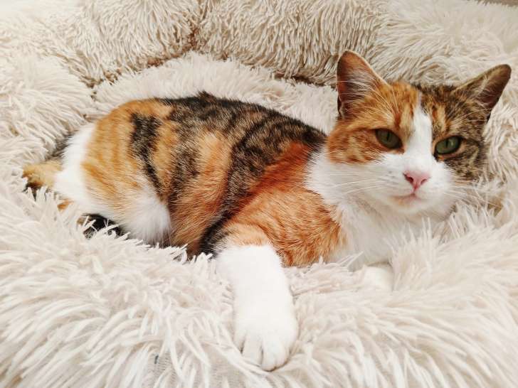 Chichi, chatte à adopter en association