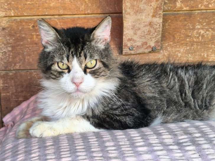 Coco, chat à adopter en association