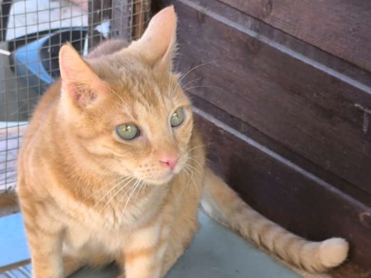 Honey, chat à adopter en association