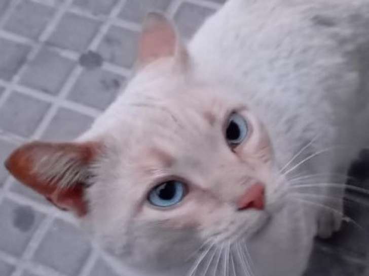 Chat red point à adopter en association