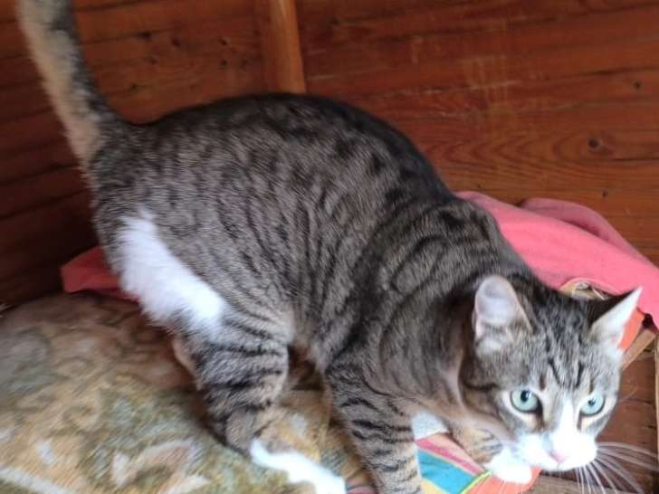 Lilo, chat à adopter en assoication