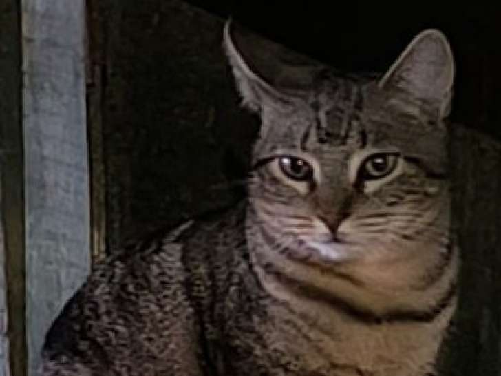 Lucia, chatte à adopter en association