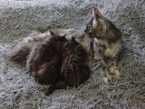 Adorables chatons Maine Coon à vendre