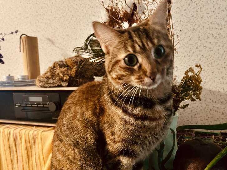 Jeune chatte à donner