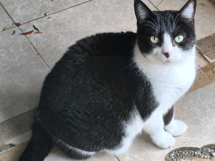 Chatte noir et blanc à adopter en association