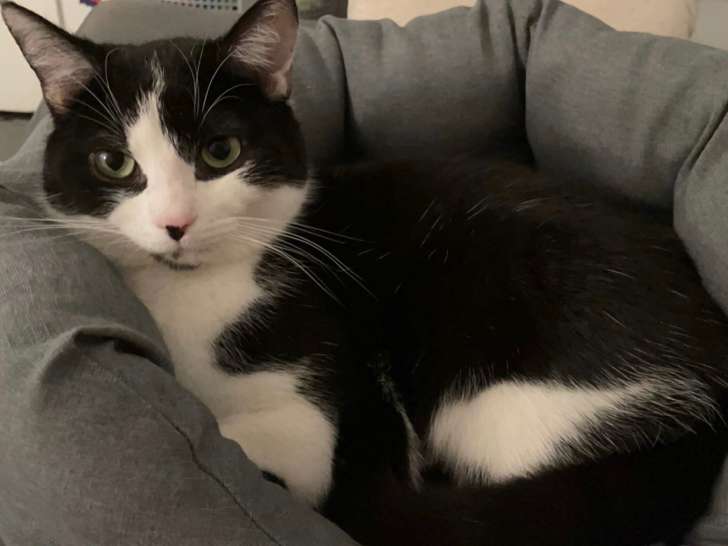 Mani, chat à adopter en association