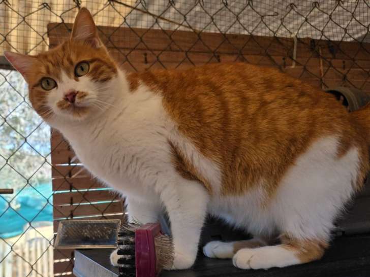 Maya, chatte roux et blanc à adopter en association