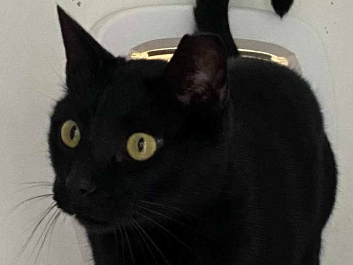 Mickey, chat à adopter en association