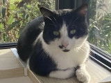 Chat noir et blanc à adopter en association