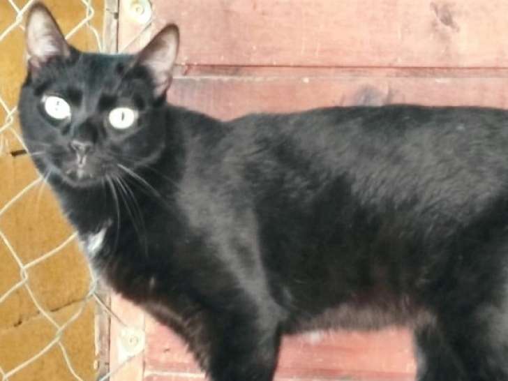 Chatte à adopter en association