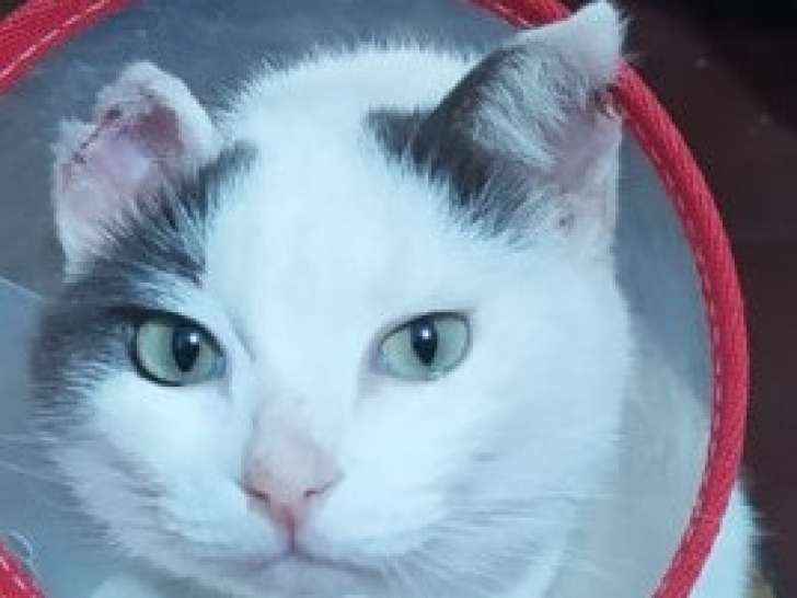 Risto, chat à adopter en association